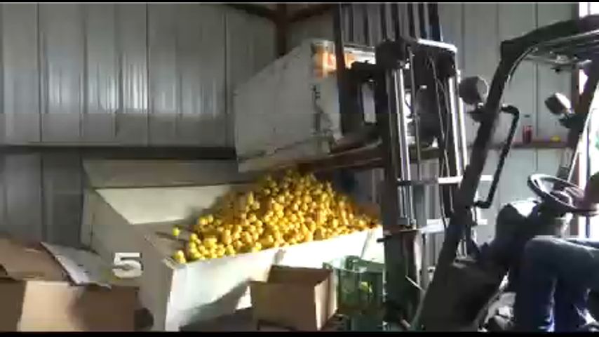 Valley Growers Facing Harvest Hardship with Abnormal Weather