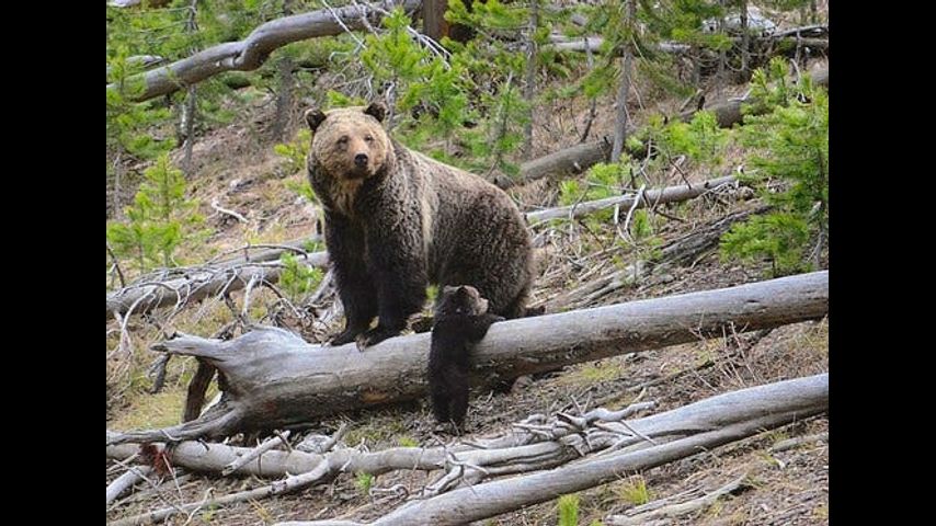 Grizzly bears push into lowland areas as legal fight drags