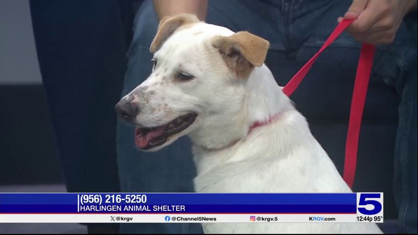 Pet of the Week: Almond the female lab-mix