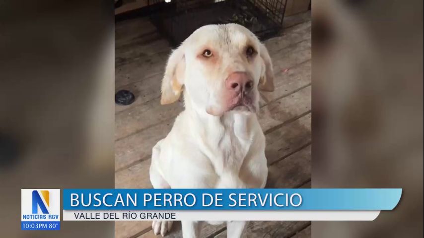 Familia de Brownsville busca a Max, un perro de servicio