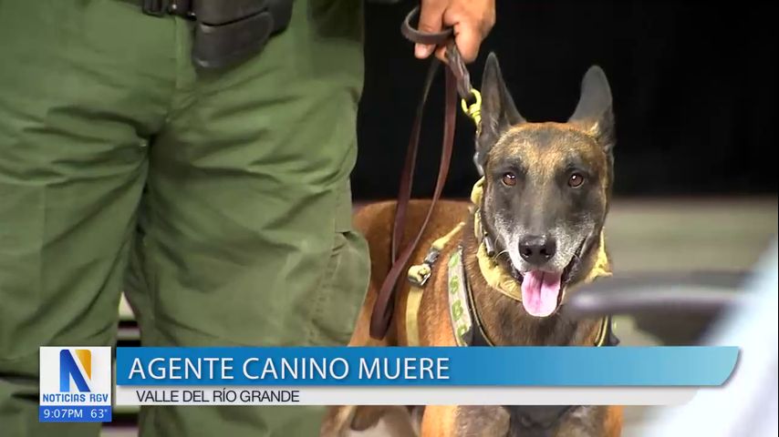 Oficial canino muere dentro de una unidad policial