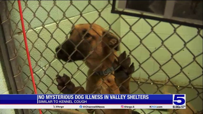 RGV Humane Society: No cases of mysterious dog respiratory illness in shelters