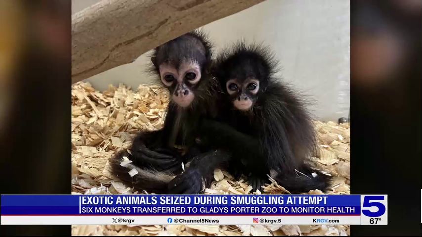 Exotic animals seized during smuggling attempt in Brownsville